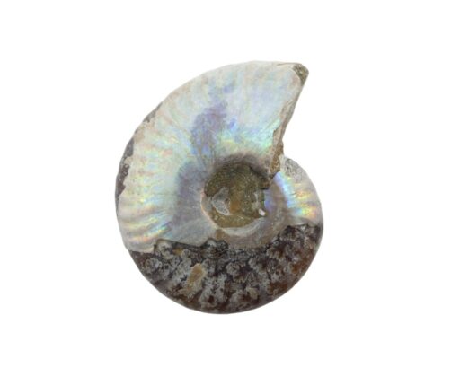 Ammonite piccola