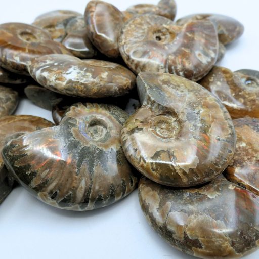 Ammonite
