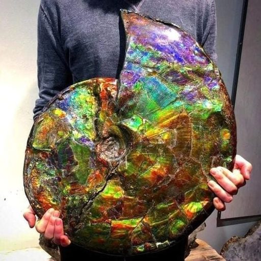 Ammolite