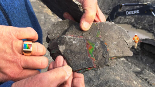 Ammolite 1 Ammolite