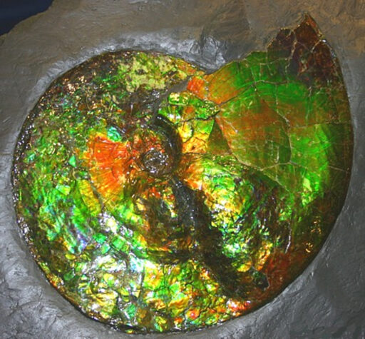 Ammolite 3 Ammolite