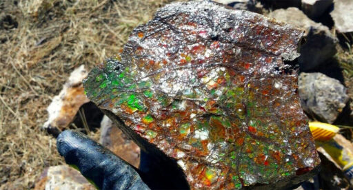 Ammolite 2 Ammolite